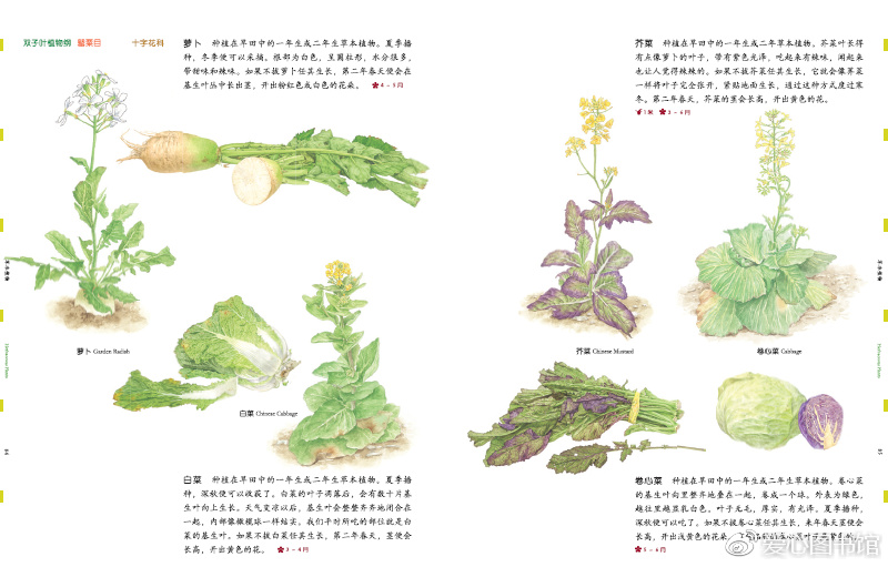 给孩子的自然图鉴:植物图鉴