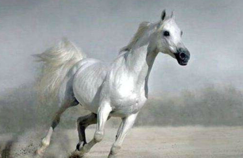 西游记,让白龙马红极一时,你却不知它凄惨的结局,让人