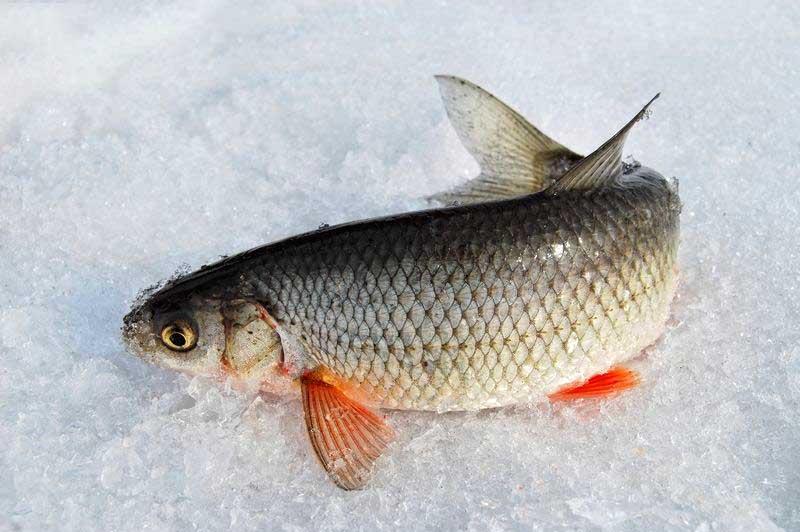 寒冷的西伯利亚冰钓,鱼儿出水不到三十秒,就冻