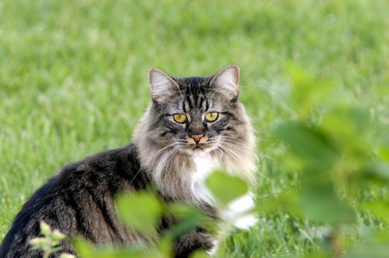世界令人惊叹的9种猫品种, 你喜欢哪一种?