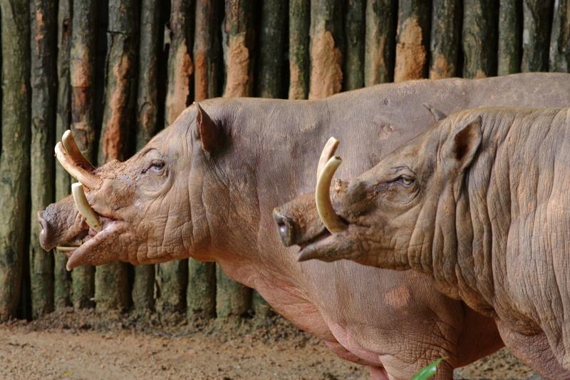 进化失败动物死法 鹿豚獠牙刺穿头骨原因