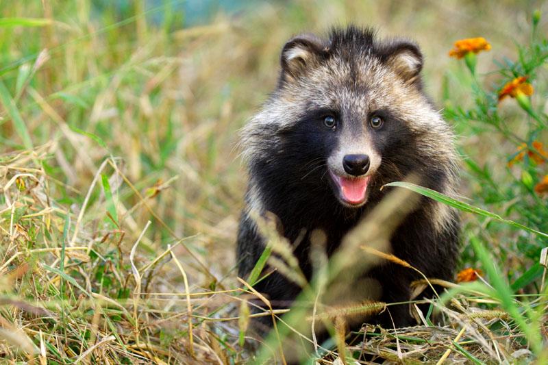 最古老的犬科动物, 古代中国人不喜欢它, 欧洲人