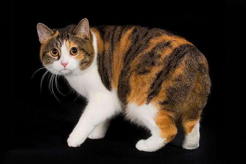世界令人惊叹的9种猫品种, 你喜欢哪一种?