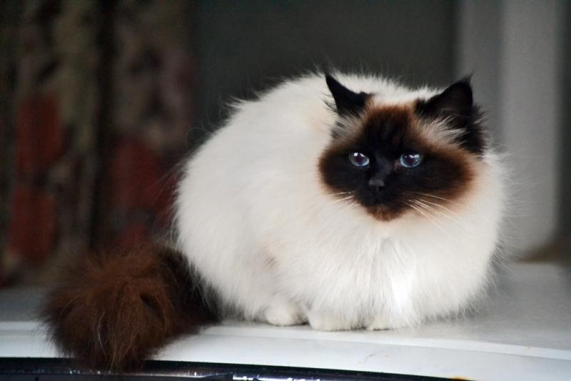 世界令人惊叹的9种猫品种, 你喜欢哪一种?