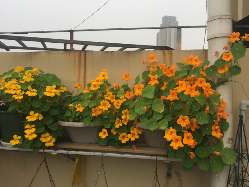 别养铁线莲飘香藤了,此藤本花卉漂亮好养,四季开花,芳香四溢