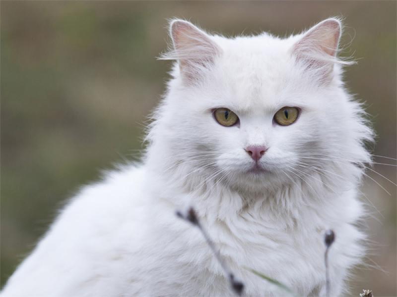 世界令人惊叹的9种猫品种, 你喜欢哪一种?