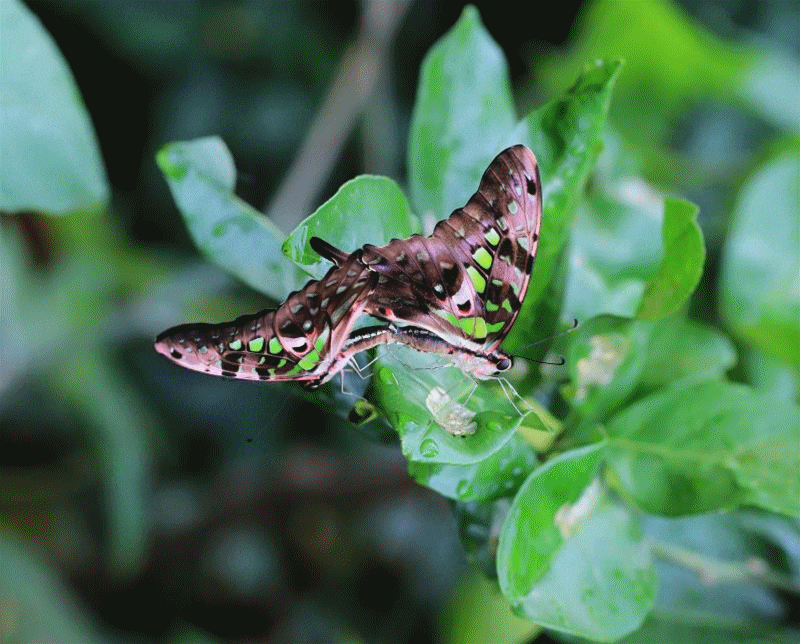 壁纸 昆虫 桌面 800_644 gif 动态图 动图