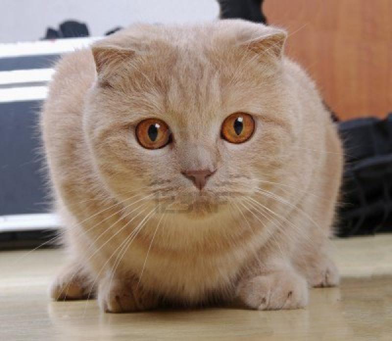 世界令人惊叹的9种猫品种, 你喜欢哪一种?