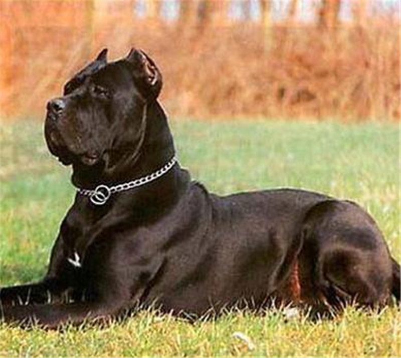 意大利两大国宝恶犬:卡斯罗和加纳利犬,谁更壮硕凶猛