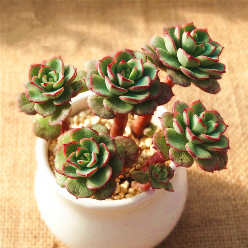 红化妆,为景天科拟石莲花属多肉植物,是多茎莲与静夜杂交后代,继承了