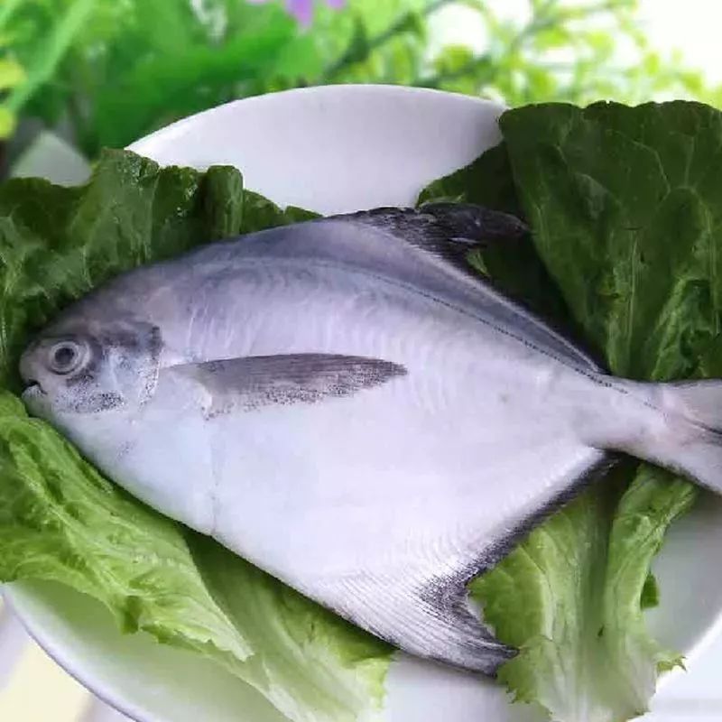 推荐鲳鱼:清蒸食谱吃海苔低糖饼会胖吗图片