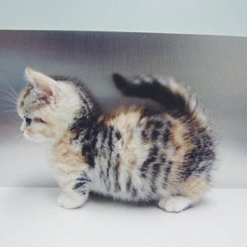 世界令人惊叹的9种猫品种, 你喜欢哪一种?