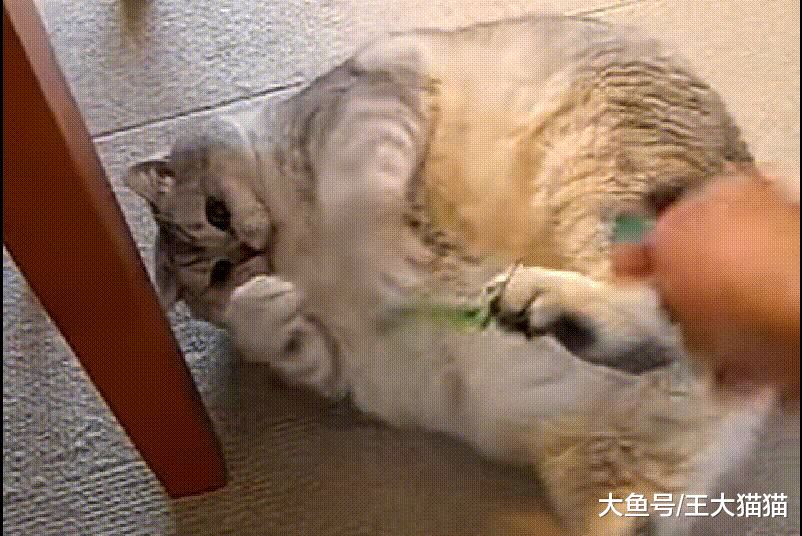 有种猫, 叫做奶奶养的猫, 胖出新天际