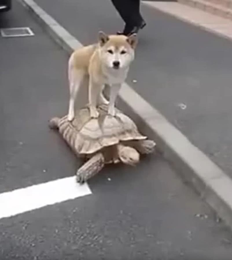 柴犬却每天下午3点准时跑出家门,我偷偷跟踪,