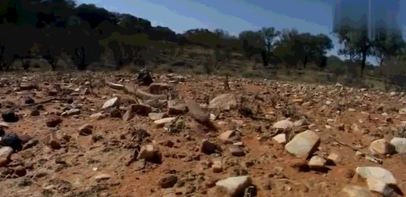 毒蛇克星! 眼斑巨蜥挖洞猎杀眼镜蛇, 一口咬住蛇头整条吞下