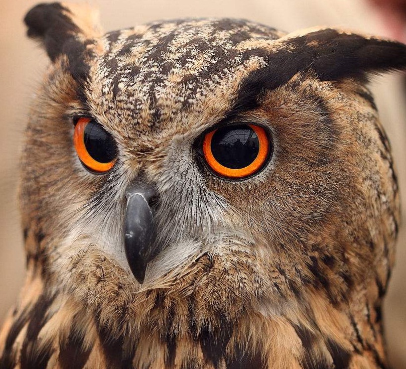 3层眼睑柱状眼珠不会转动视力却极好,它是您不