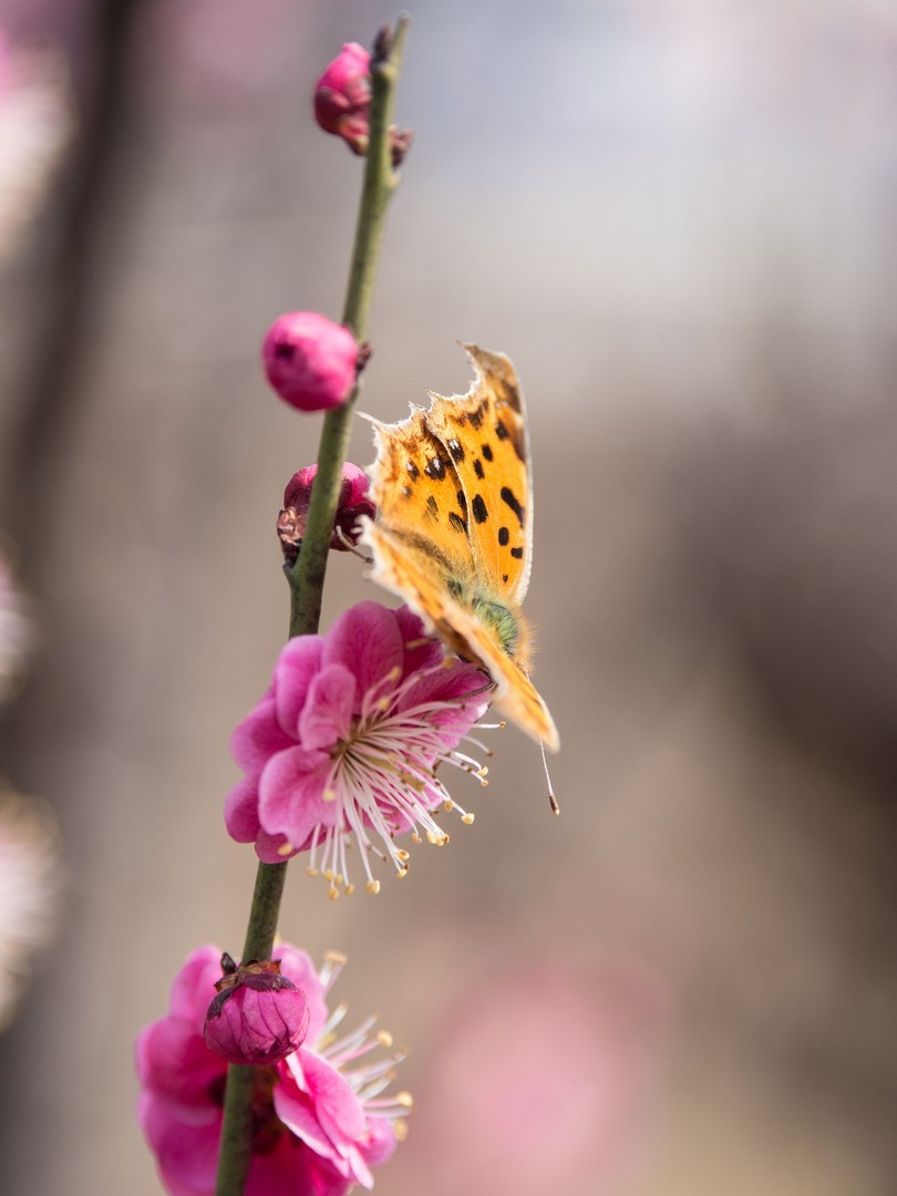 梅花飘香引蝶来,花开蝶舞喜迎春