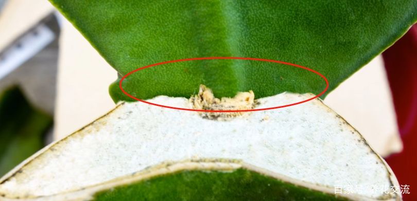 学会嫁接蟹爪兰的几个技巧,各种仙人掌植物都能轻松驾驭