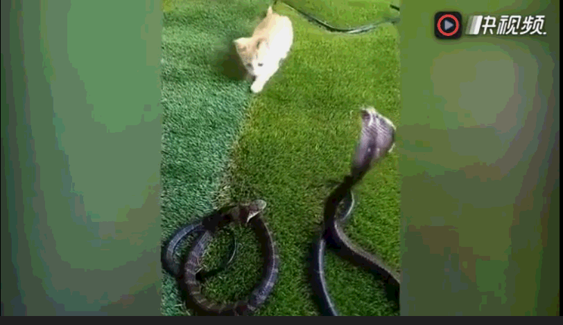 宠物猫不停挑衅两条大眼镜蛇, 看着就害怕! 真是初生小猫不怕蛇