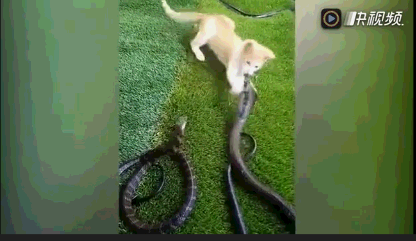 真是初生小猫不怕蛇