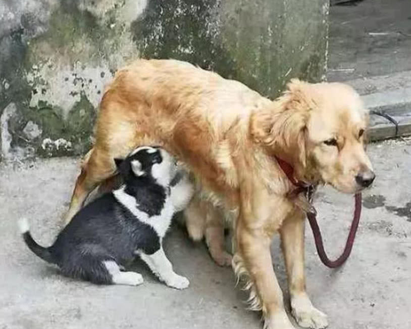 加加料的牛奶风衣母狗_牛奶图片卡通(2)