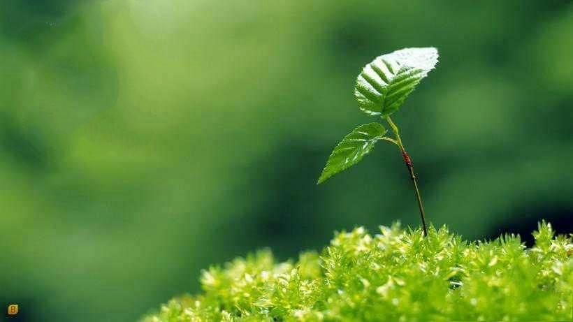 农银万物生怎么返本 农行保险万物生