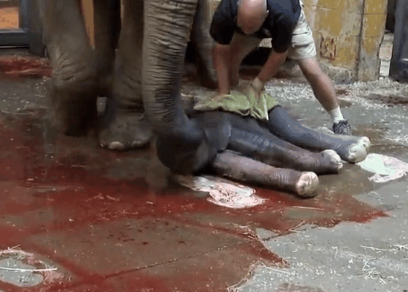 实拍大象生宝宝过程, 大象妈妈突然的一个动作