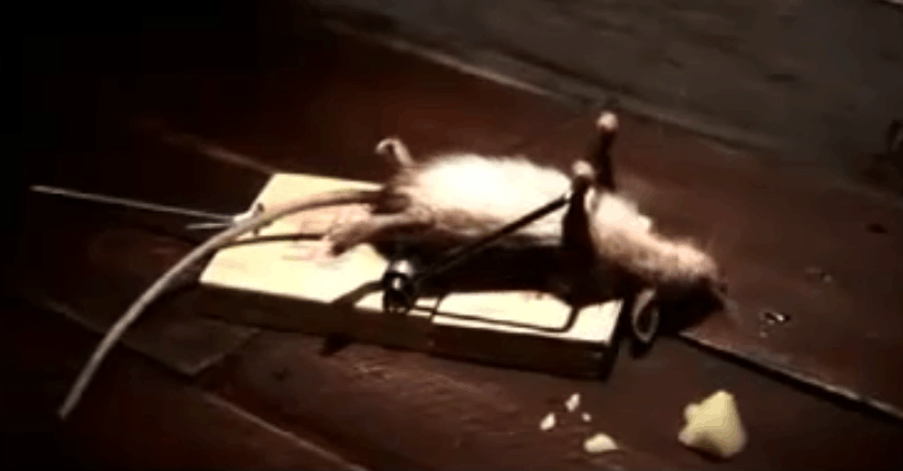 实拍老鼠把老鼠夹当作“健身器材”, 老鼠: 我觉得我还可以抢救一下