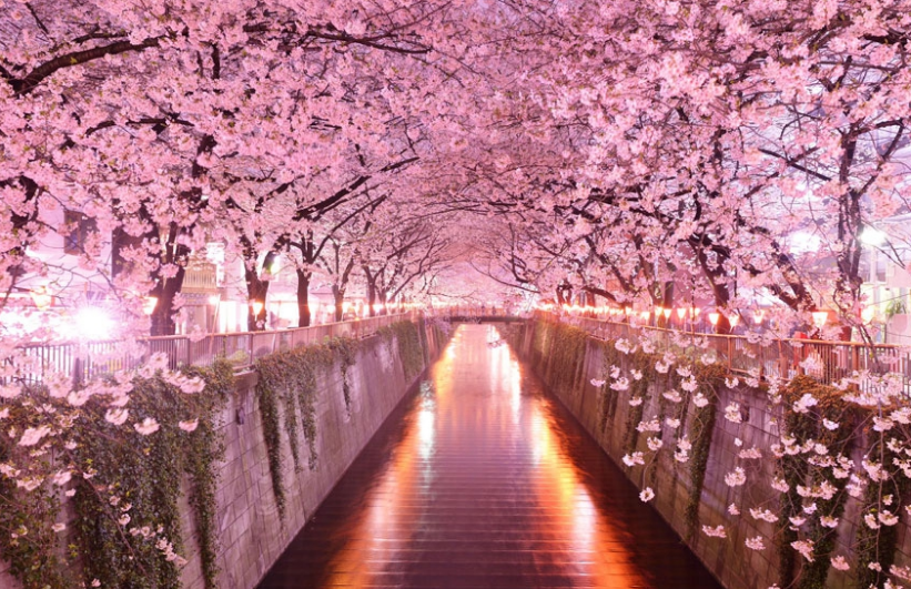 东京的樱花季节通常从3月下旬到4月上旬出现高峰.