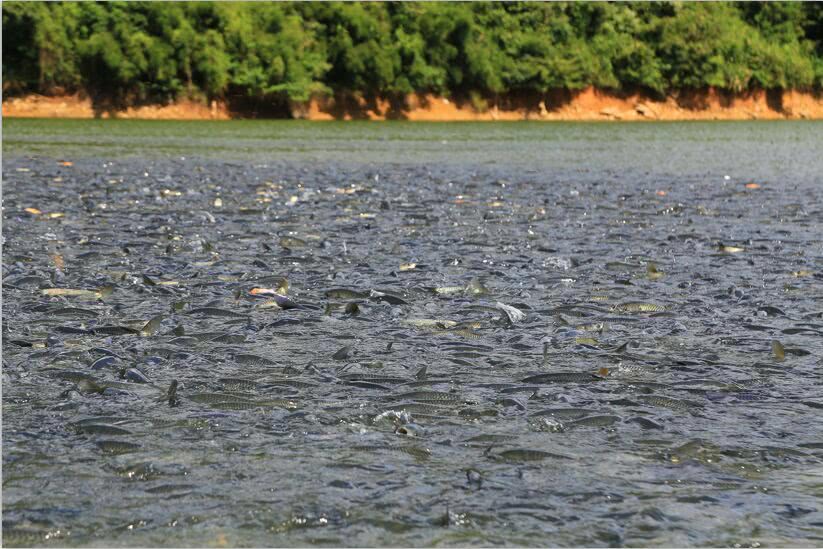 四大淡水鱼,哪种鱼最好吃?鳙鱼垫底,草鱼榜2,它