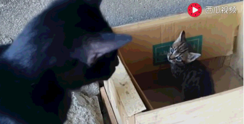 猫爸教训小猫咪,猫妈冲出来仅一个眼神,猫爸秒怂了