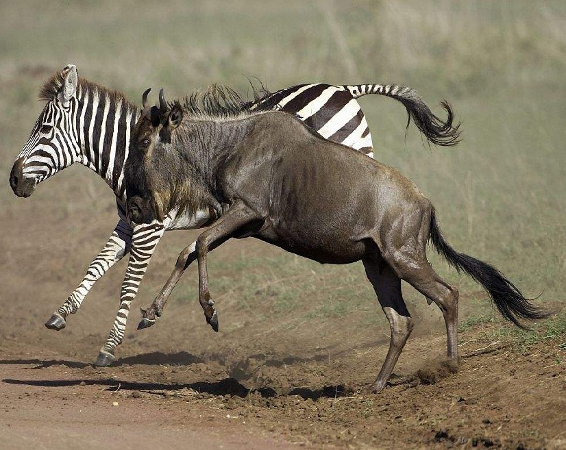 哺乳动物多滥情人类常不忠,鸟类夫妻才叫稳,科