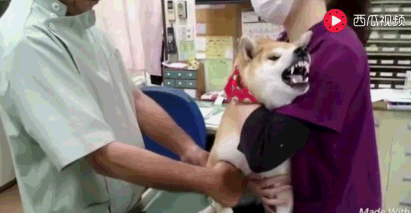 笑哭! 主人带着柴犬打针, 它声嘶力竭,容情并茂, 果然