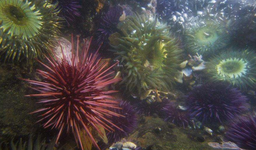 长的七大动物,第一没有寿命限制,可避开死亡!