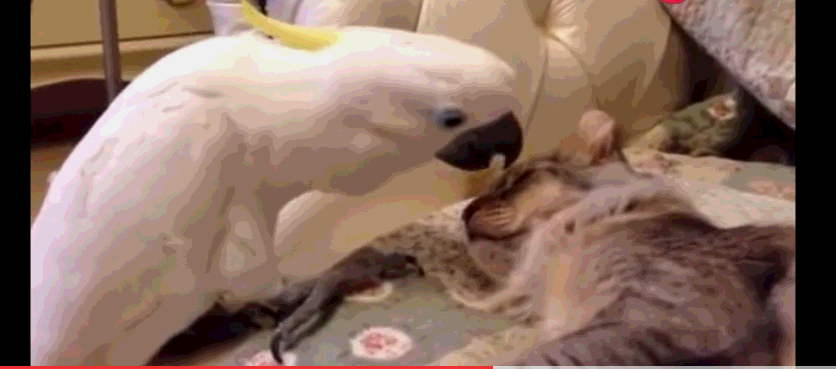 鹦鹉爱调戏猫咪:咬猫屁股,强吻猫咪,扇耳光