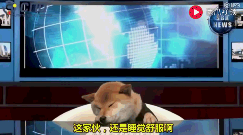 柴犬当