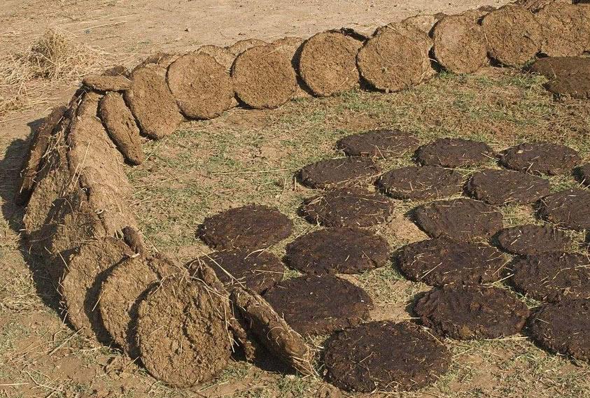 印度开发成功“牛粪芯片”,这个有味道的“芯片”真能...