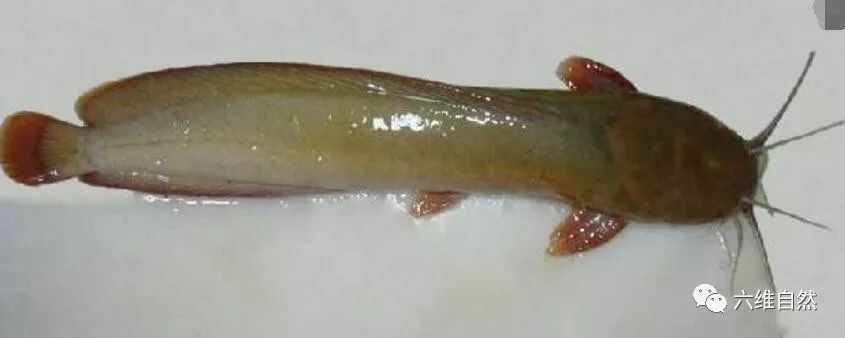 看着黑漆漆的埃及塘鲺,难免想起小时候黄橙橙