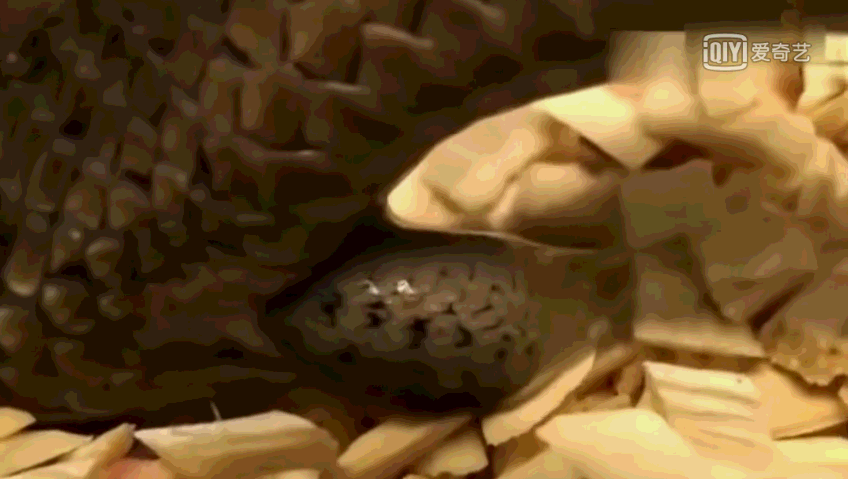 蟒蛇不生蛋,直接生下好多小蛇,看得我密集恐惧症