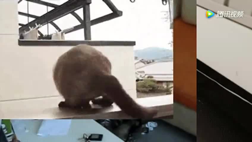各种跳跃失误的超萌小动物合辑