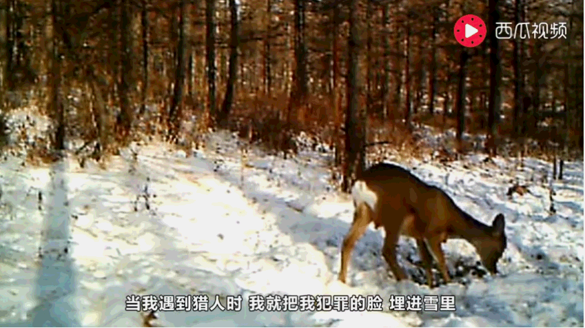 因鹿晗而火的傻狍子萌出天际: 受惊吓屁股开花, 被追杀愣10秒才跑