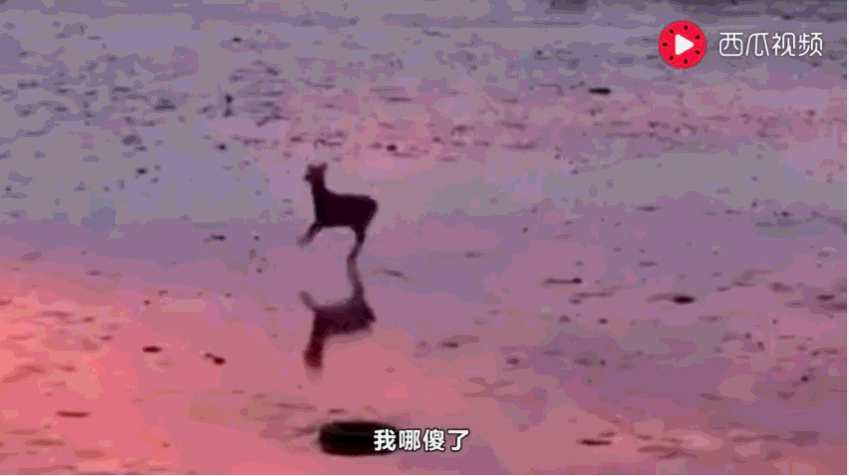 因鹿晗而火的傻狍子萌出天际: 受惊吓屁股开花, 被追杀愣10秒才跑