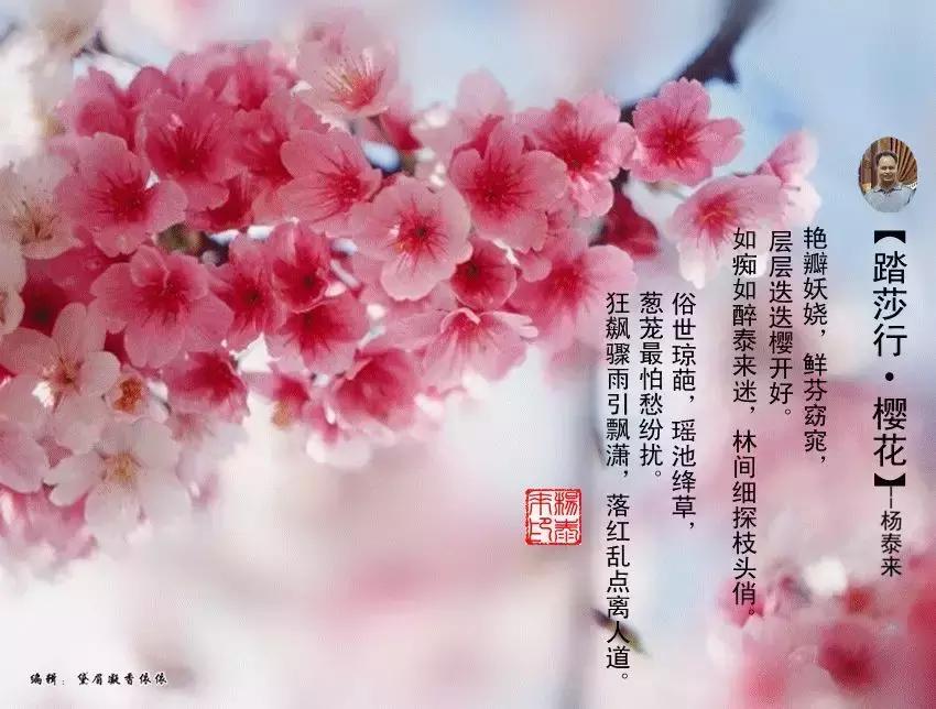 2018年2月7日邵武市首届樱花文化旅游节盛大开幕