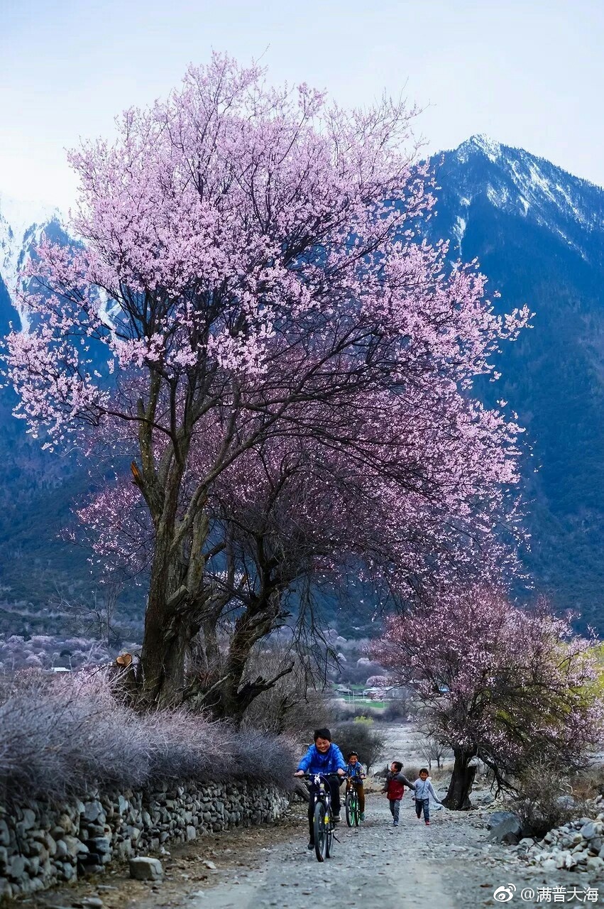 林芝桃花灿烂时邂逅西藏最美春天这个世上最浪漫的事莫过于春意盎