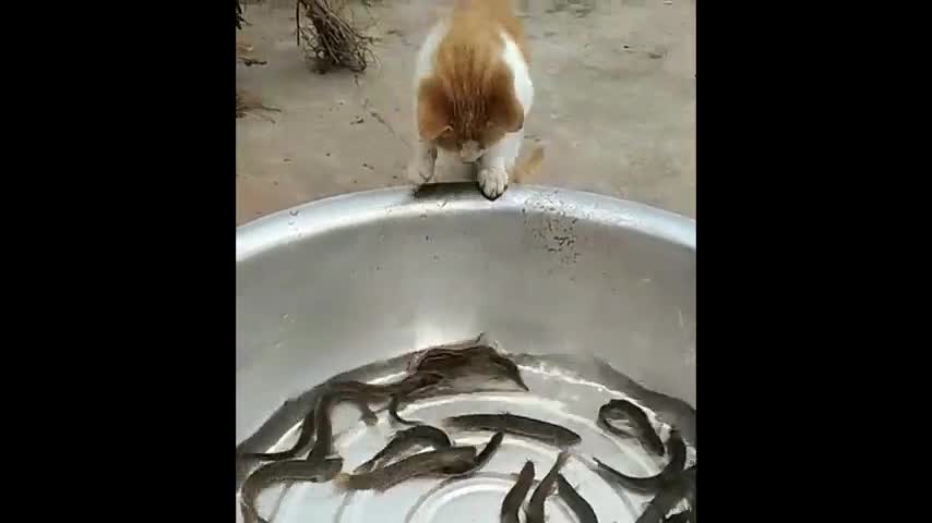 实拍猫咪水盆里捉泥鳅,网友:猫中捉鱼的高手!