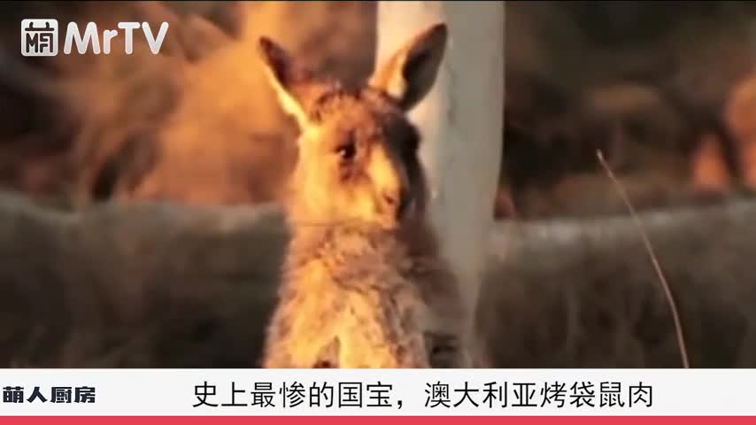 史上最惨的国宝,澳大利亚烤袋鼠肉,喊话中国吃货们