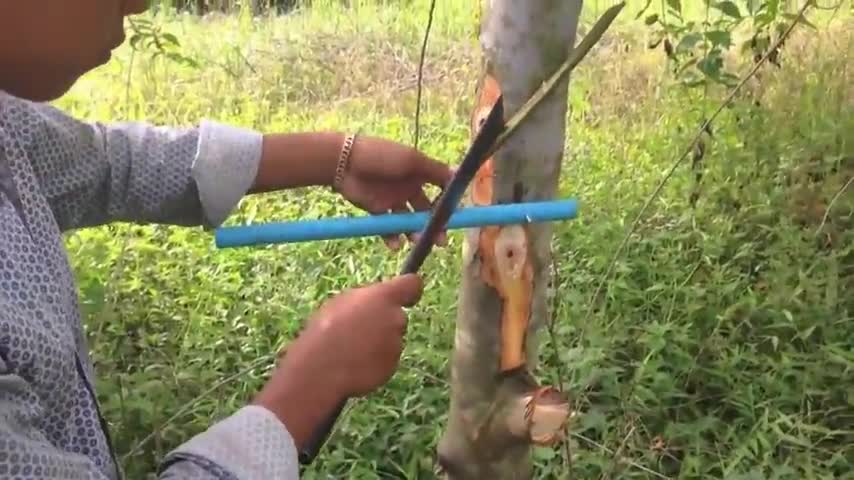 农村小伙在树干上制作陷阱,2个小时后,引来一只斑鸠.