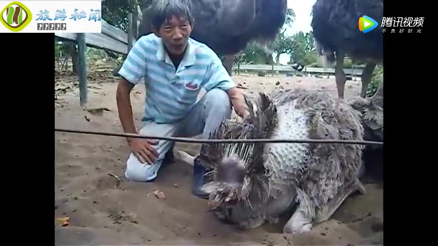 鸵鸟下蛋全过程:蛋太大,出来那一刻全场人都在欢呼!