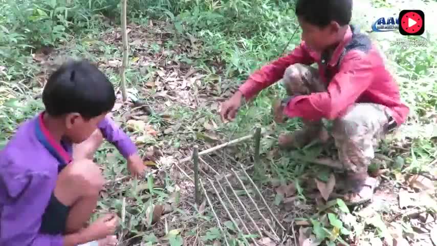树林捕捉野兔,两个男孩自制的陷阱捕捉兔子,你不一定会做