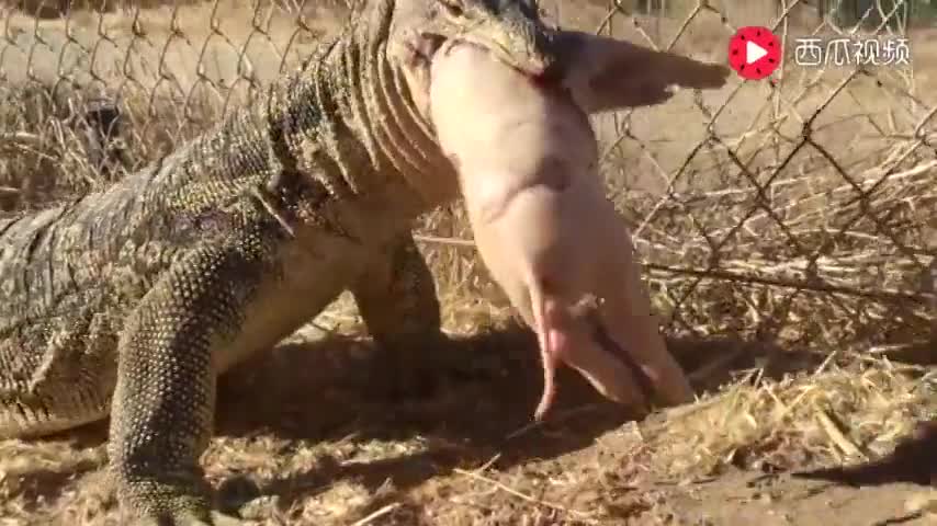 科莫多巨蜥吃人吗?